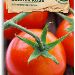 Pomodoro Bio - Berner Rose