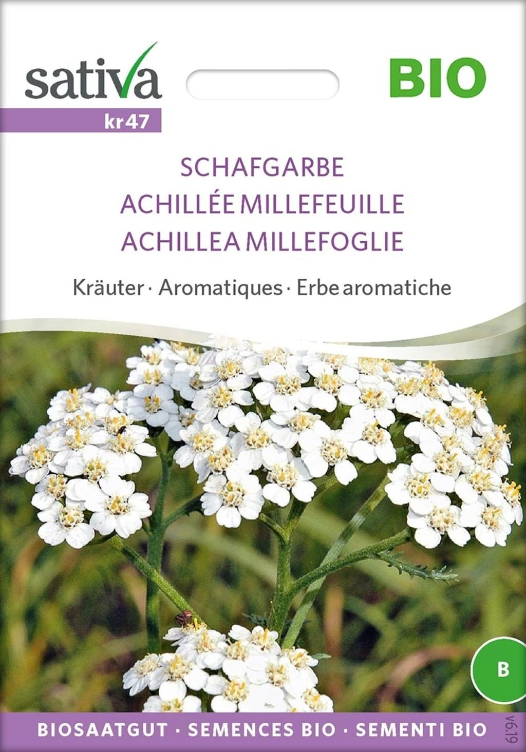 Erbe Aromatiche - Achillea Millefoglie Bio 1 Erbe Aromatiche - Achillea Millefoglie Bio