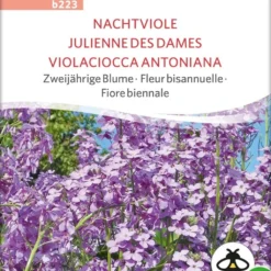 I più venduti -Negozio Lush Orto Economico sativa fiore biennale violaciocca antoniana bio 1 paket 1675106 it