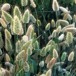 Coda Di Lepre, 100 Semi