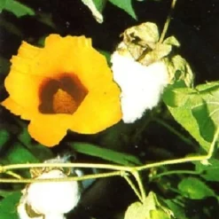 Negozio Lush Orto Economico -Negozio Lush Orto Economico tropica cotone 12 froen 1653468 it