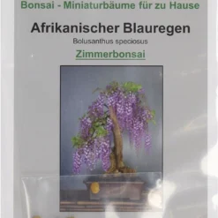 Glicine Africano, 2 G