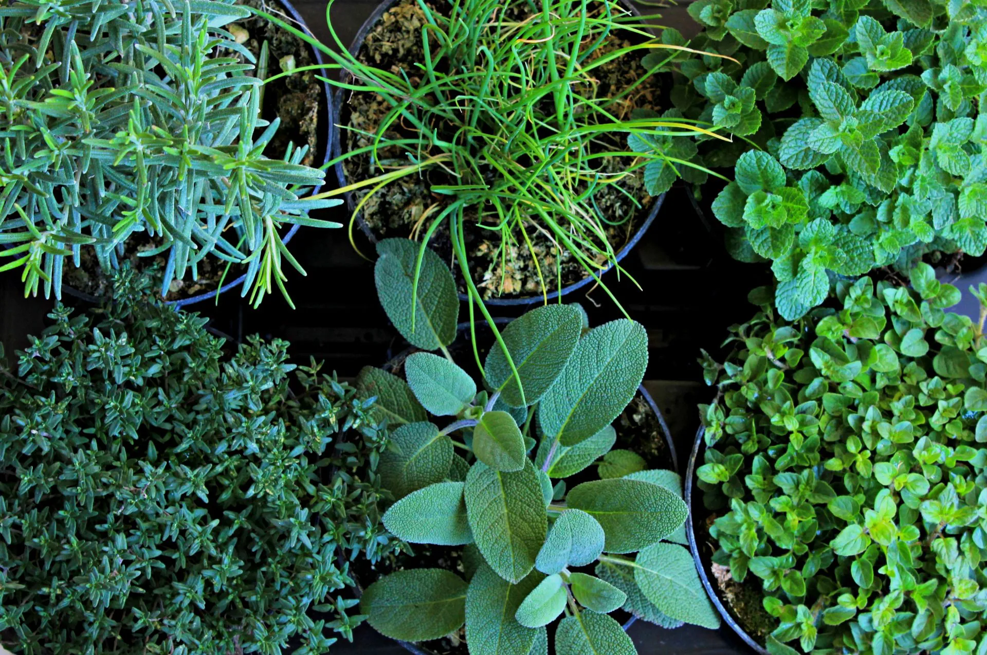 Negozio Lush Orto Economico -Negozio Lush Orto Economico erbe aromatiche