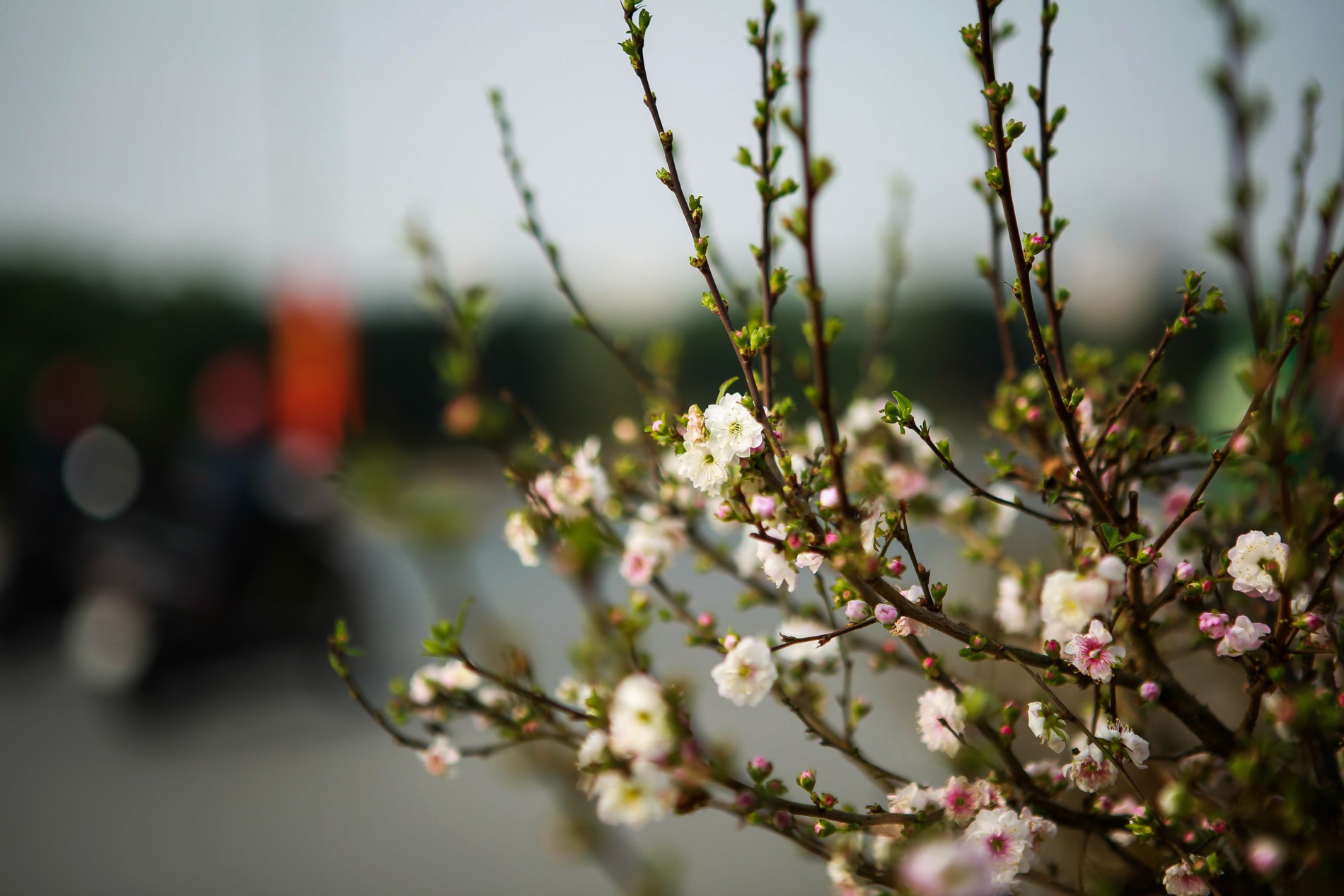 Negozio Lush Orto Economico -Negozio Lush Orto Economico nhat chi mai7